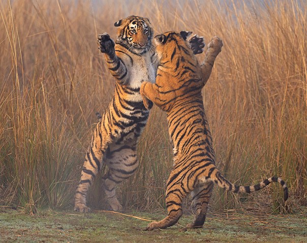 Bengal tiger (Panthera tigris tigris) 11 month cubs play fighting, Ranthambhore National Park, India.
